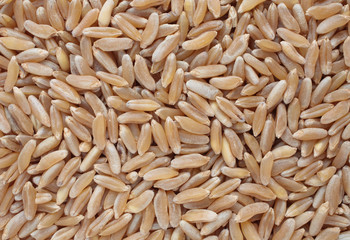 Urgetreide Kamut, Khorasan-Weizen, Triticum turgidum × polonicum