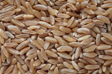 Urgetreide Kamut, Khorasan-Weizen, Triticum turgidum × polonicum