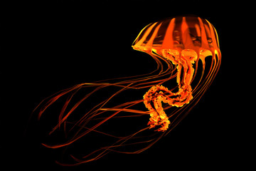 Obraz premium Red Yellow Striped Jellyfish - The ocean jellyfish searches for fish prey and uses its poisonous tentacles to subdue the animals it hunts.