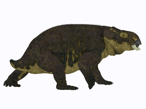 Placerias Dinosaur Tail - Placerias was a herbivorous dicynodont dinosaur that lived in Arizona, USA in the Triassic Period.