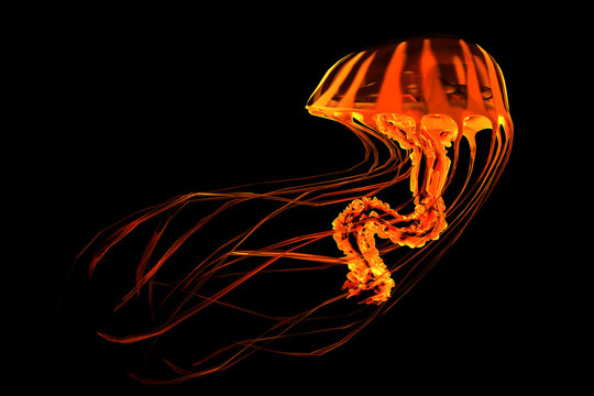 Red Yellow Striped Jellyfish - The ocean jellyfish searches for fish prey and uses its poisonous tentacles to subdue the animals it hunts.