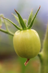 Green cherry tomato