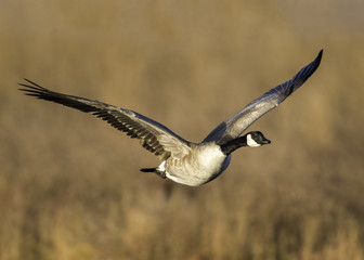 Canada Goose