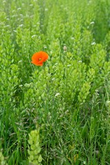 Red poppy on light green meadow