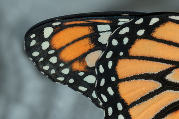 Alas de mariposa monarca