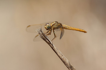 Libélula en una rama 
