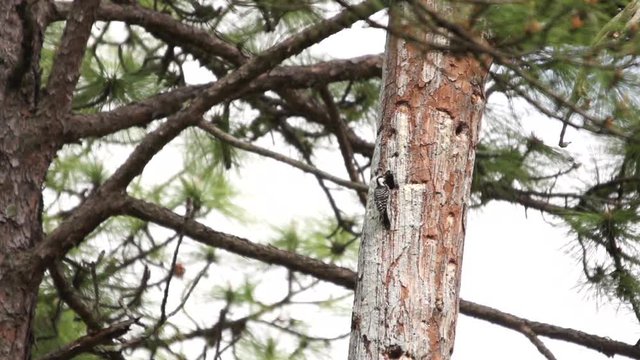 red cockaded woodpecker