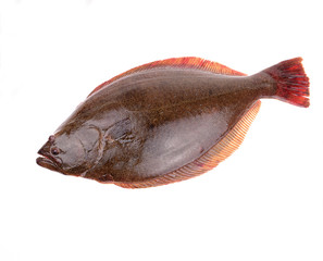 A halibut isolated on a white background