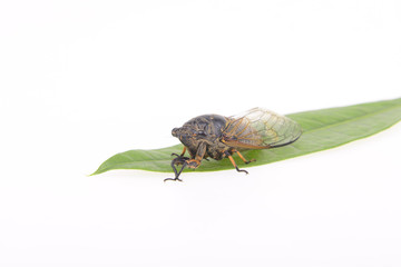 Cicada isolated on a white background