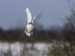 Snowy Owl Female  in Flight on Blue Sky