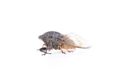 Cicada isolated on a white background