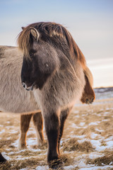 The Icelandic horse