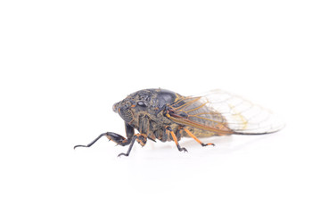 Cicada isolated on a white background