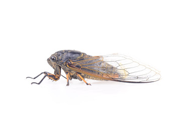 Cicada isolated on a white background