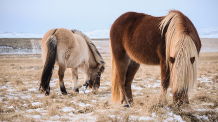 The Icelandic horse