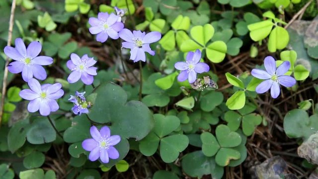 Blue spring flowers - Hepatica (lat. Hepatica nobilis), blossoming in early spring in forest.
