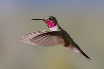 Hummingbird wings