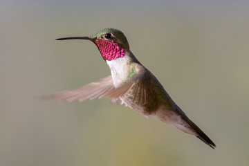 Hummingbird in flight