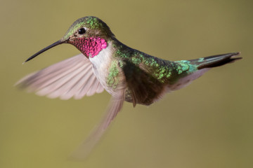 Fototapeta na wymiar Gliding Hummingbird