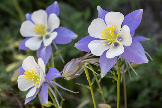 Columbine Trio