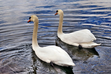 Pair of swans