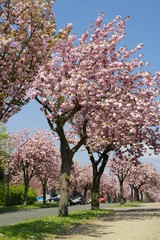 Pink Flowers