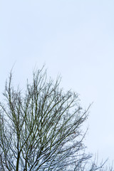 The branches in the snow