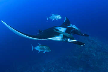 Naklejka premium Oceanic Manta Ray