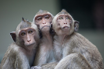 Obraz premium 可愛いサル