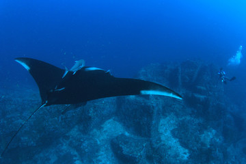 Obraz premium Manta Ray and Scuba diver