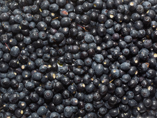 Common myrtle black blue scented  berries ready to make mirto liqueur
