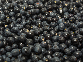 Common myrtle scented  berries ready to make mirto liqueur