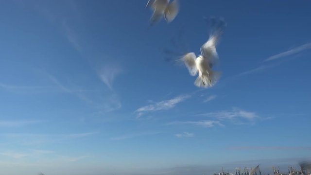 Seagulls in the sky. Slow Motion. 120 fps.