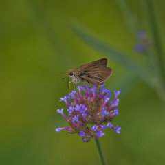 Skipper butterfly on Verbena flower