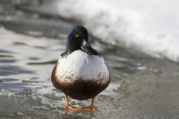 northern shoveler drake in winter 