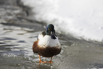 northern shoveler drake in winter 