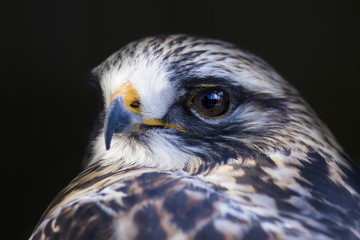 Rough-legged buzzard (Buteo lagopus) portrait 