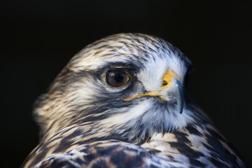 Rough-legged buzzard (Buteo lagopus) portrait 