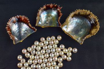 不揃いの真珠とアコヤ貝