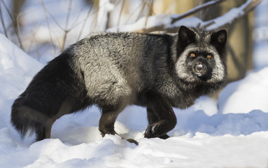 Silver fox, melanistic form of the red fox (Vulpes vulpes) in winter  © Mircea Costina