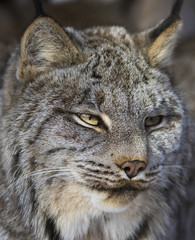 canada lynx in winter