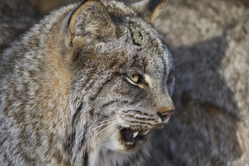 canada lynx in winter