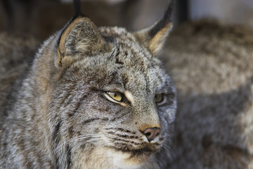 canada lynx in winter