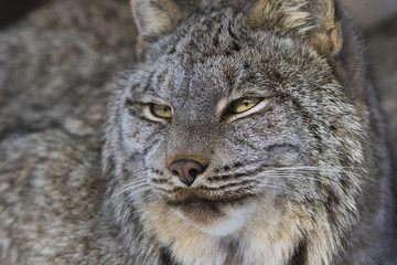canada lynx in winter