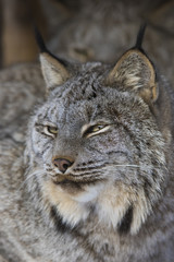 canada lynx in winter