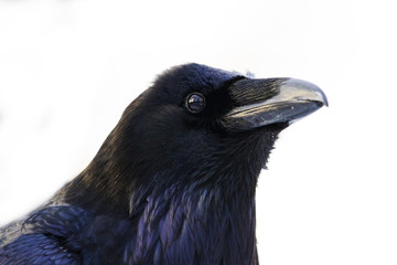 common raven (Corvus corax) portrait isolated on white background