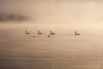 Obraz na płótnie Canvas fog_lake