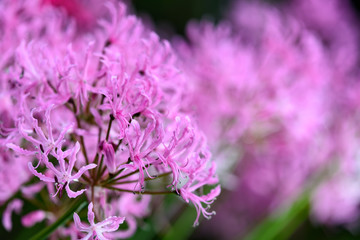 ピンクのダイヤモンドリリーの花