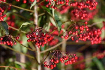 マンリョウの赤い実