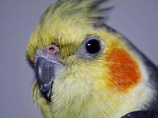 オカメインコ、顔の接写